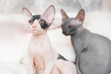 sphynx cats