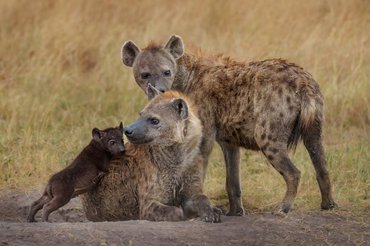 spotted hyena family