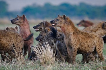 spotted hyenas in pack