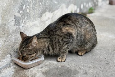 stray cat eating