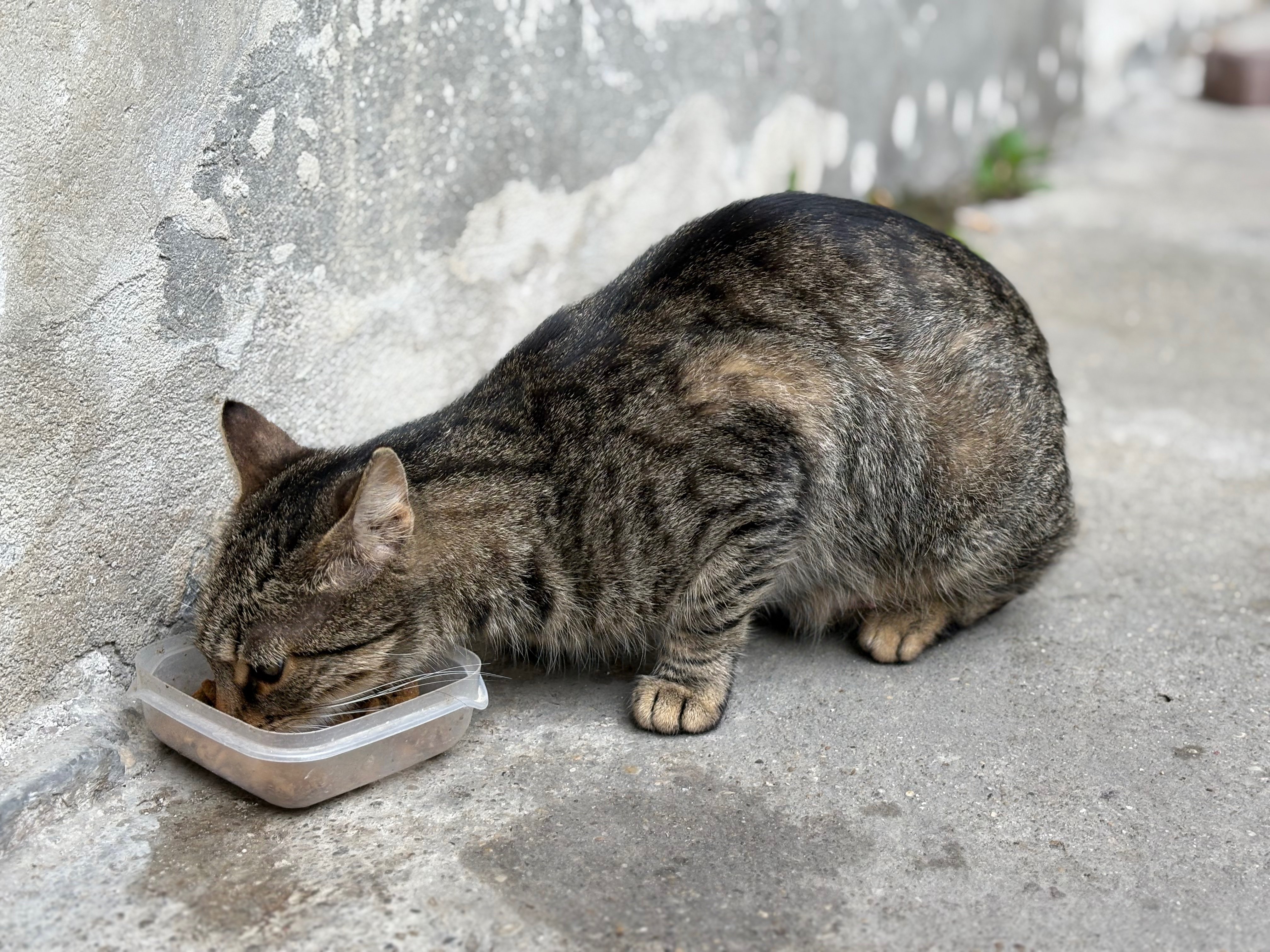 stray cat eating on a street