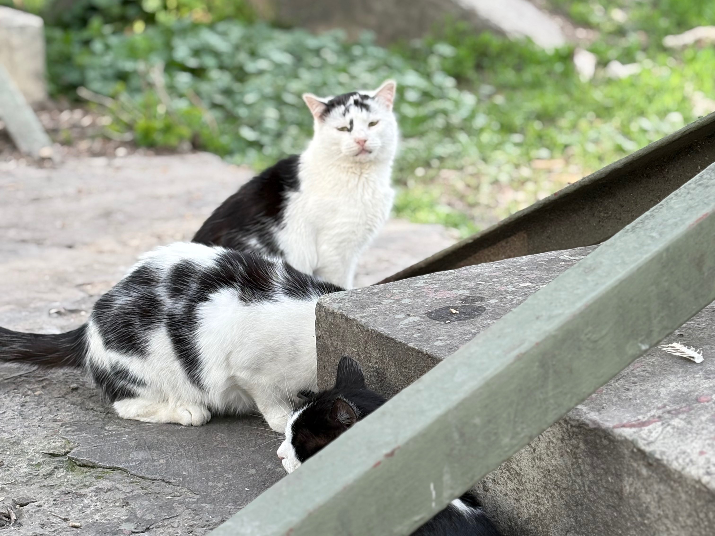 stray cats in a yard