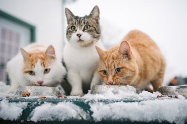 stray cats in winter