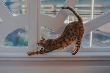 stretching cat in window