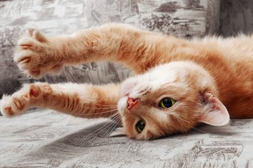stretching ginger cat