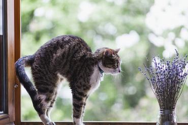 stretching tabby cat at a window