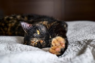 stretching tortie cat