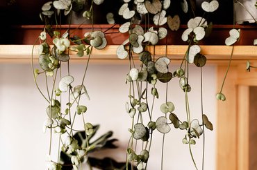 string of hearts