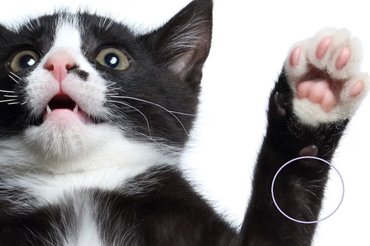 surprised cat