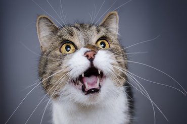 surprised cat with huge whiskers