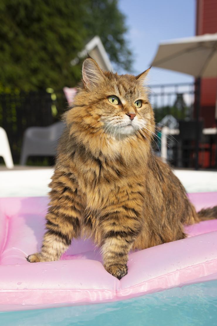 melege-van-a-hossz-sz-r-macsk-dnak-ezekre-figyelj-we-love-catz