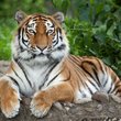 szibériai tigris