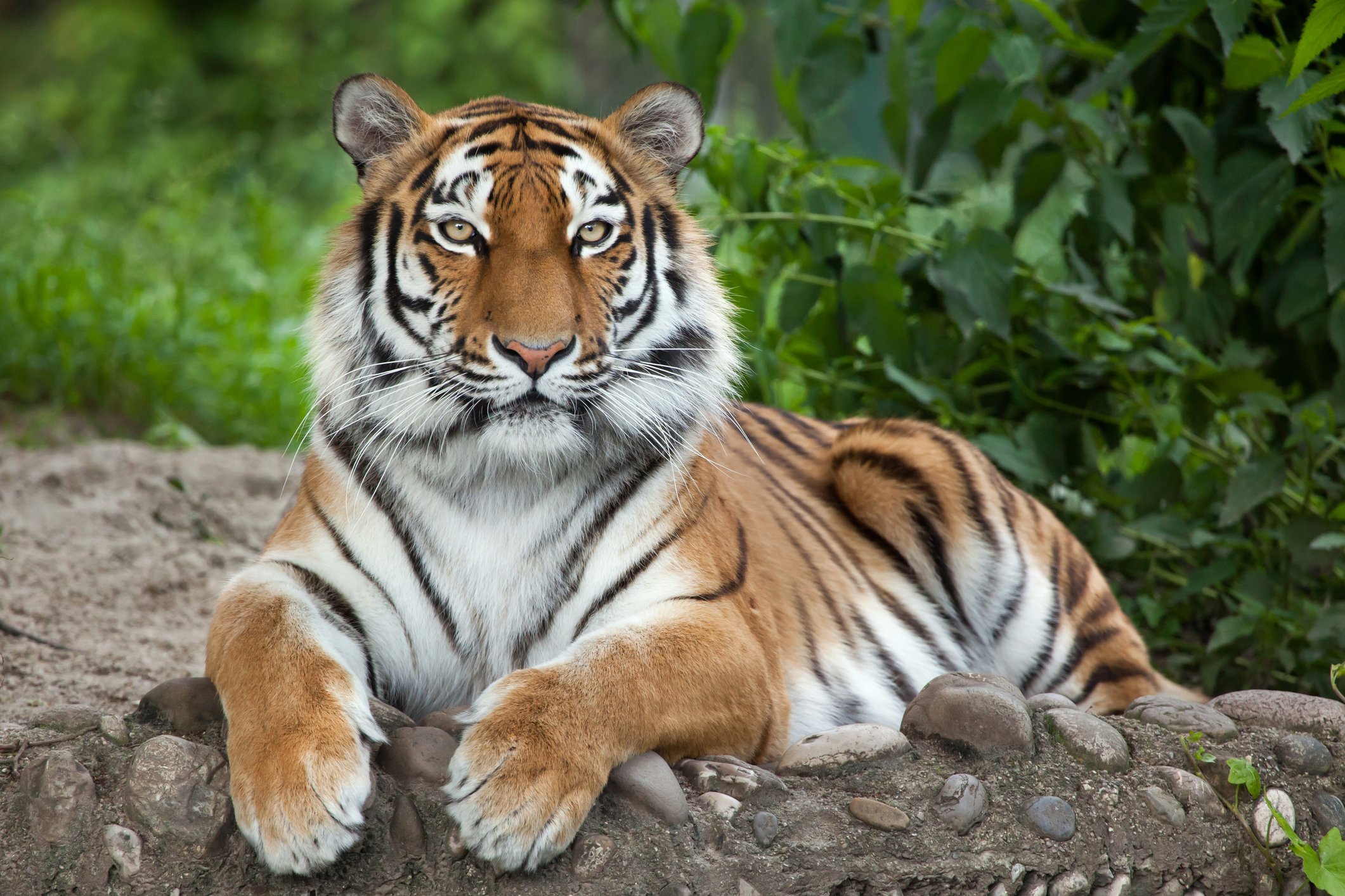 szibériai tigris