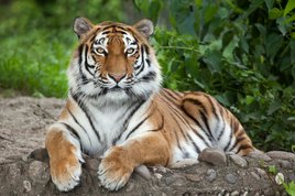 szibériai tigris
