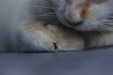 szúnyog a macskán