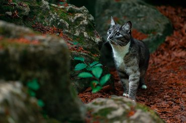 szürke cica az erdőben