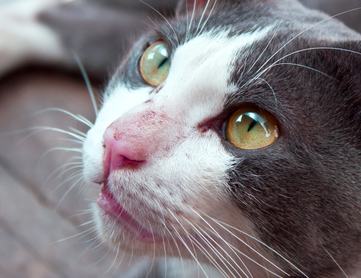 szürke fehér cica arcáról közeli