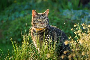 tabby cat in a garden