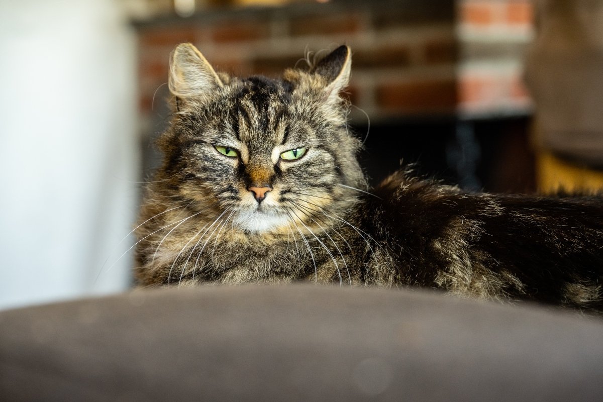 tabby cat in front of a table