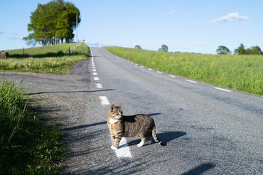 tabby cat on a road