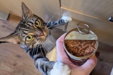 tabby cat reaches to the cat food