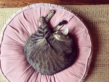 tabby cat sleeping in a pink velvet bed