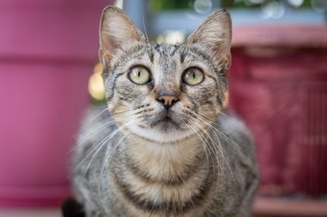tabby cat with big whiskers