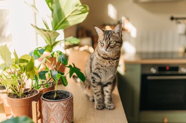 tabby cat with plants