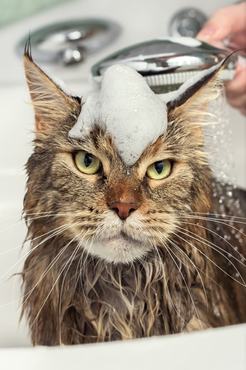 tabby maine coon bathing with bubbles