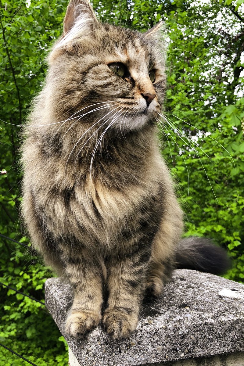 tabby norwegian forest cat