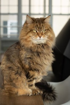 tabby siberian cat