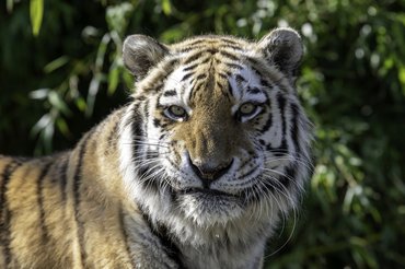 tigris az erdőben
