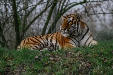 tigris fekszik a fűben