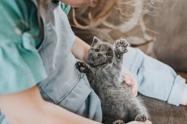 tiny grey kitten in a little girls lap