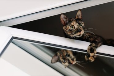 tortie cat hanging out from a window