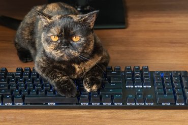 tortie cat on a keyboard