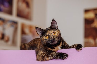 tortoiseshell cat listening