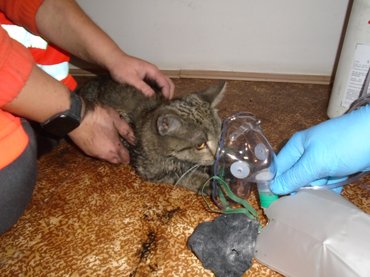 Macska lélegeztetése