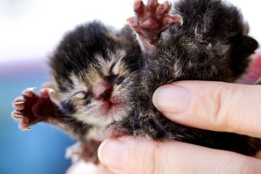 újszülött kiscica