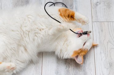 cat playing with a cord