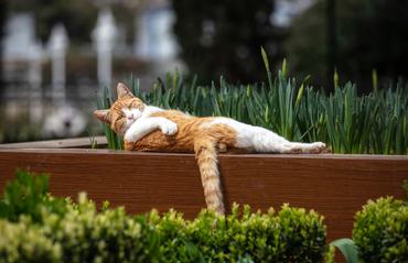 very cool stray cat chilling on a bench