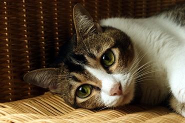 very sad cat with big eyes