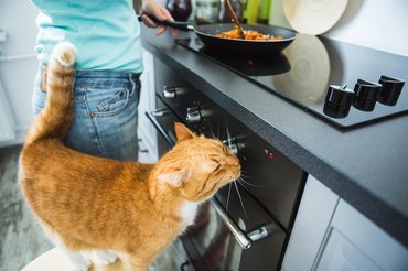 Vörös macska a konyhában