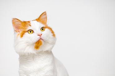 vörös foltos macska