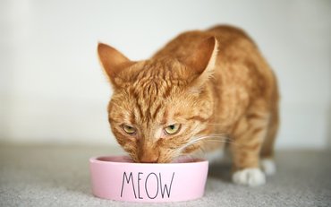 vörös macska rózsaszín tálból eszik