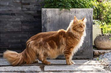 vörös maine coon napsütötte udvaron