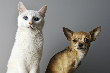 white cat and a small dog