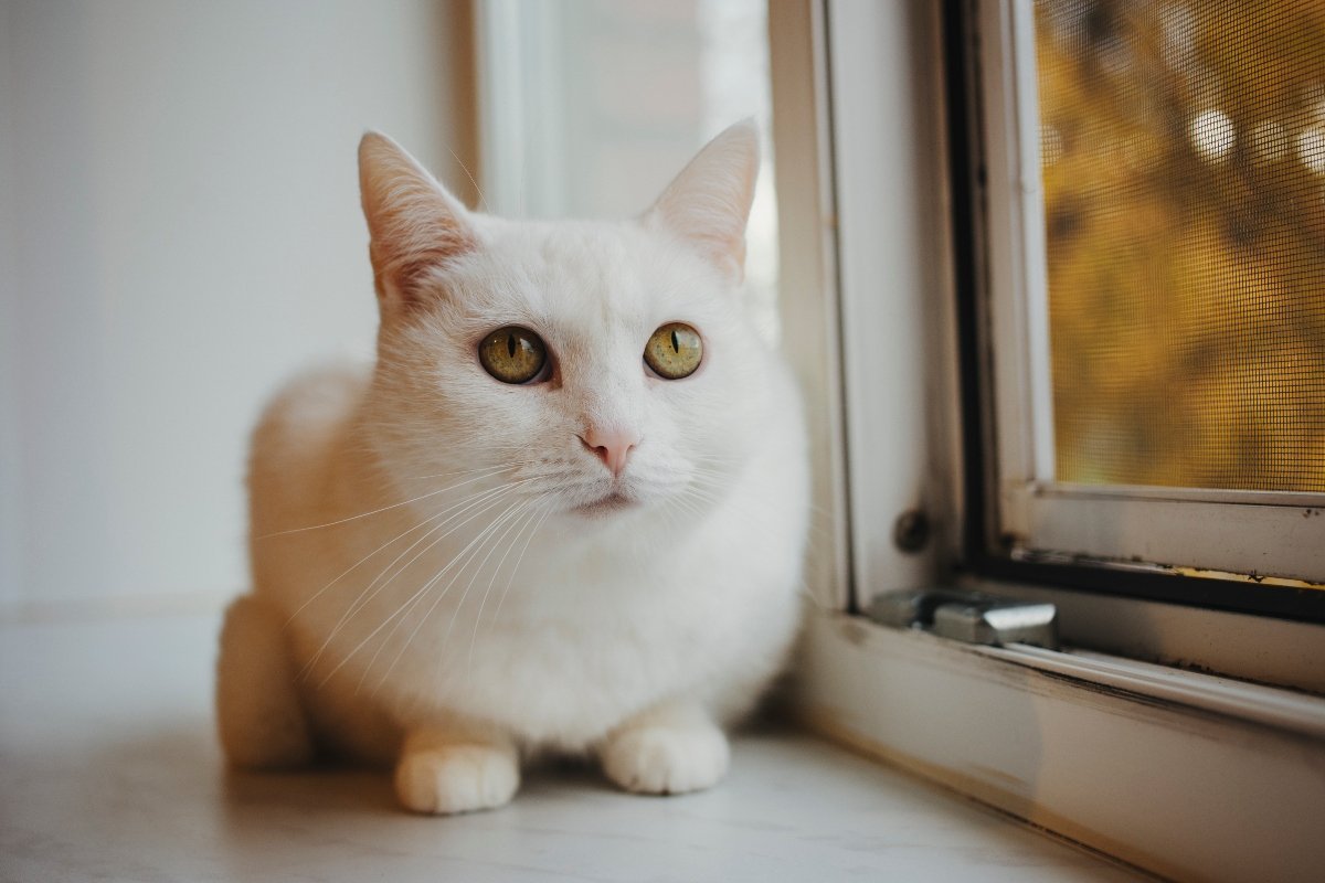 white cat in a window