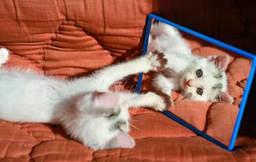 white kitten lying on bed and looking in a mirror