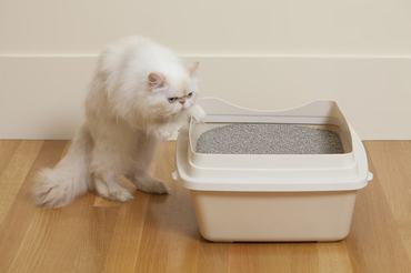 white persian cat try using the litter box